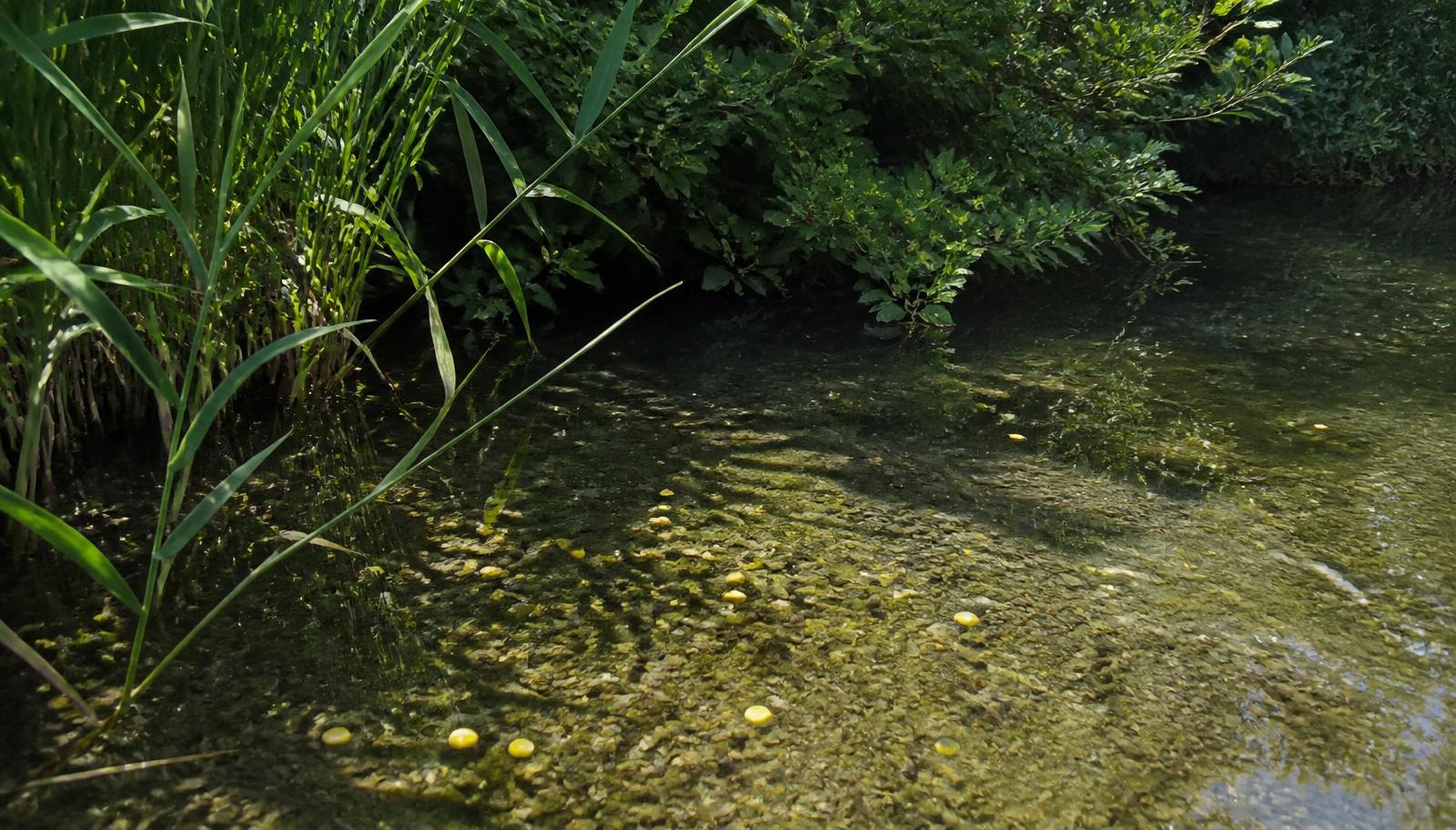 Shaded margin spot with a light scattering of corn over clean gravel